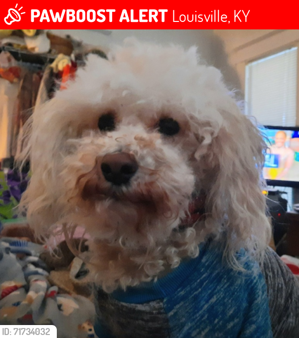 Lost Male Dog last seen Cecil Ave & Greenwood Ave, Louisville, KY, Louisville, KY 40211