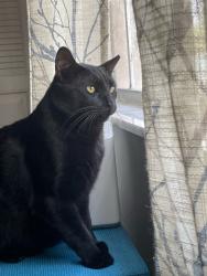 Lost Male Cat last seen Alternate A1A and Florida Blvd, Palm Beach Gardens, FL 33410