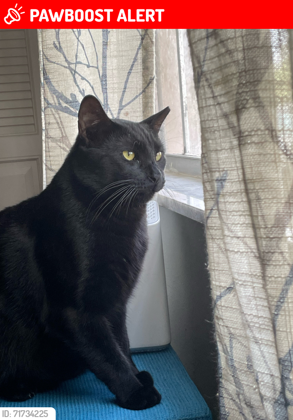 Lost Male Cat last seen Alternate A1A and Florida Blvd, Palm Beach Gardens, FL 33410