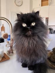 Lost Female Cat last seen 21st and Raceway Road, Indianapolis, IN 46234