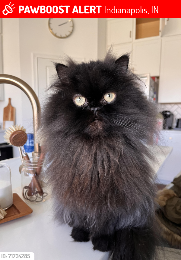 Lost Female Cat last seen 21st and Raceway Road, Indianapolis, IN 46234