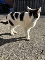 Lost Male Cat last seen King road + plains rd , Burlington, ON L7T