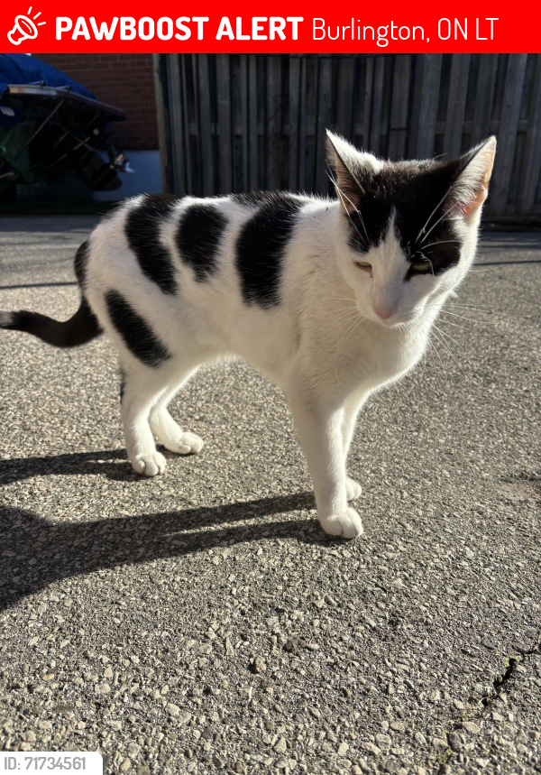 Lost Male Cat last seen King road + plains rd , Burlington, ON L7T