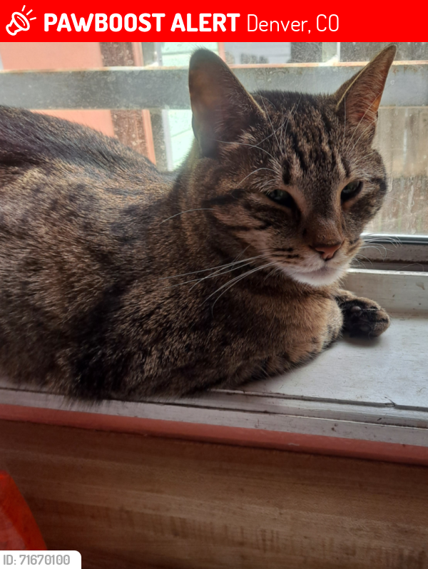 Lost Female Cat last seen Montbello, Denver, CO 80239
