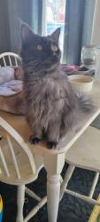 Lost Female Cat last seen Behind Hamilton food center, Hamilton, MI 49419