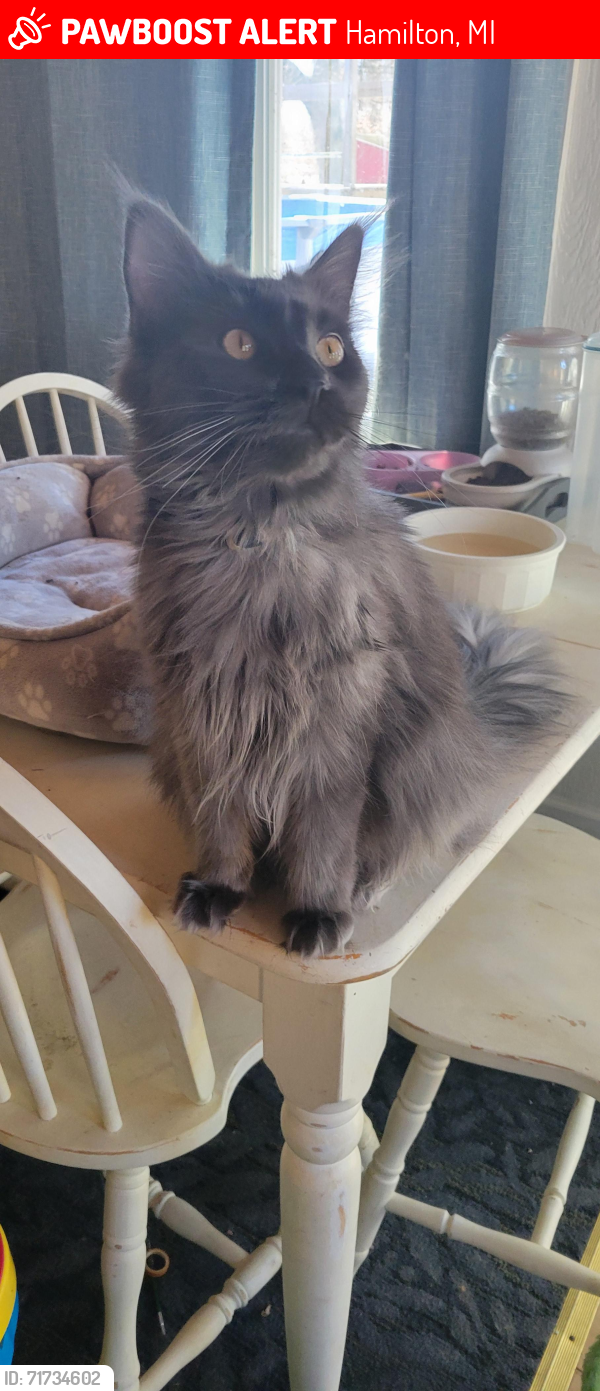 Lost Female Cat last seen Behind Hamilton food center, Hamilton, MI 49419