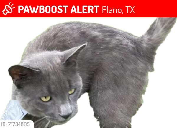 Lost Male Cat last seen Swiss Ct. Plano, Plano, TX 75023