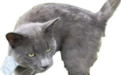 Lost Male Cat last seen Swiss Ct. Plano, Plano, TX 75023