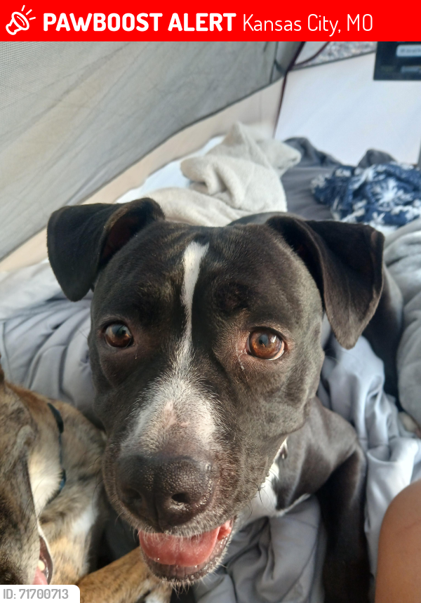 Lost Female Dog last seen Waterworks park , Kansas City, MO 64116