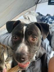 Lost Female Dog last seen Waterworks park , Kansas City, MO 64116