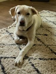 Lost Female Dog last seen pea ridge arkansas, Pea Ridge, AR 72751