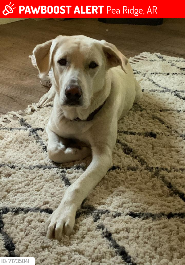 Lost Female Dog last seen pea ridge arkansas, Pea Ridge, AR 72751