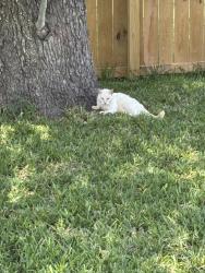 Lost Male Cat last seen At PAAC on Holly and Ayers St. Corpus Christi,Tx., Corpus Christi, TX 78417