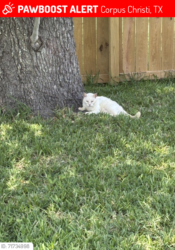 Lost Male Cat last seen At PAAC on Holly and Ayers St. Corpus Christi,Tx., Corpus Christi, TX 78417