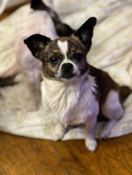 Lost Male Dog last seen Richmond Ave & Morris St, Augusta, GA 30904