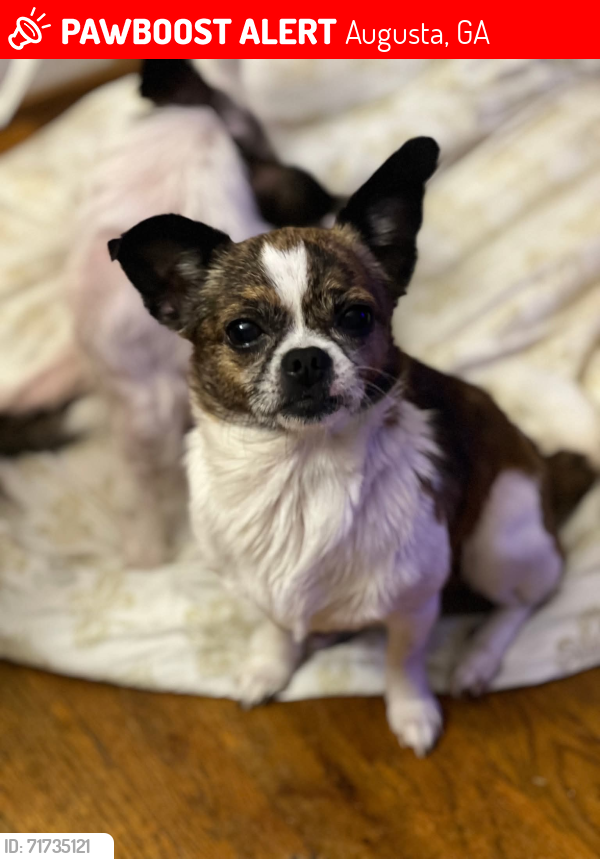 Lost Male Dog last seen Richmond Ave & Morris St, Augusta, GA 30904