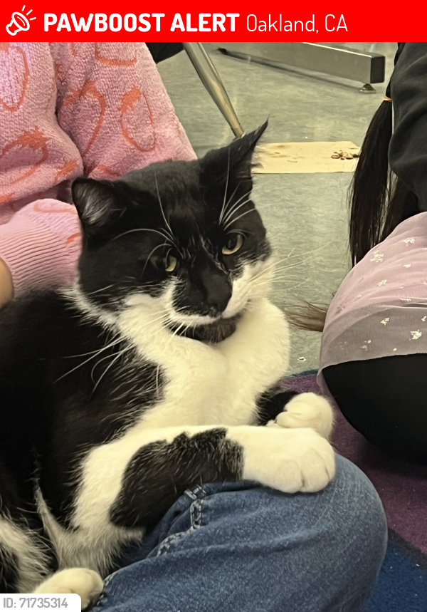 Lost Male Cat last seen Custer Street and Harrington, Oakland, CA 94601
