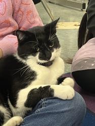 Lost Male Cat last seen Custer Street and Harrington, Oakland, CA 94601
