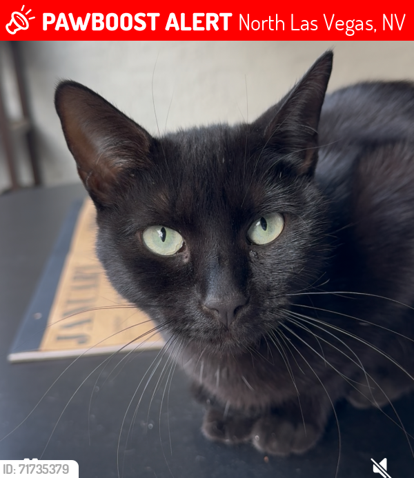Lost Female Cat last seen Craig ranch park, North Las Vegas, NV 89032