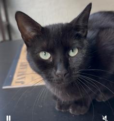 Lost Female Cat last seen Craig ranch park, North Las Vegas, NV 89032