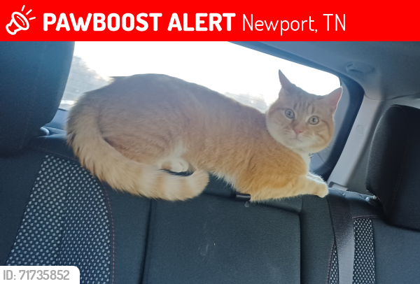 Lost Male Cat last seen Hwy 25E, Newport, TN 37821