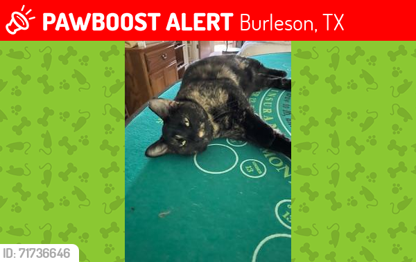 Lost Female Cat last seen Renfro & CR602, Burleson, TX 76028