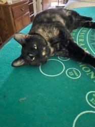 Lost Female Cat last seen Renfro & CR602, Burleson, TX 76028