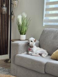 Lost Male Dog last seen Ramona Blvd, El Monte, CA 91731