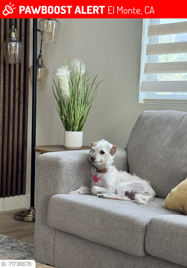 Lost Male Dog last seen Ramona Blvd, El Monte, CA 91731