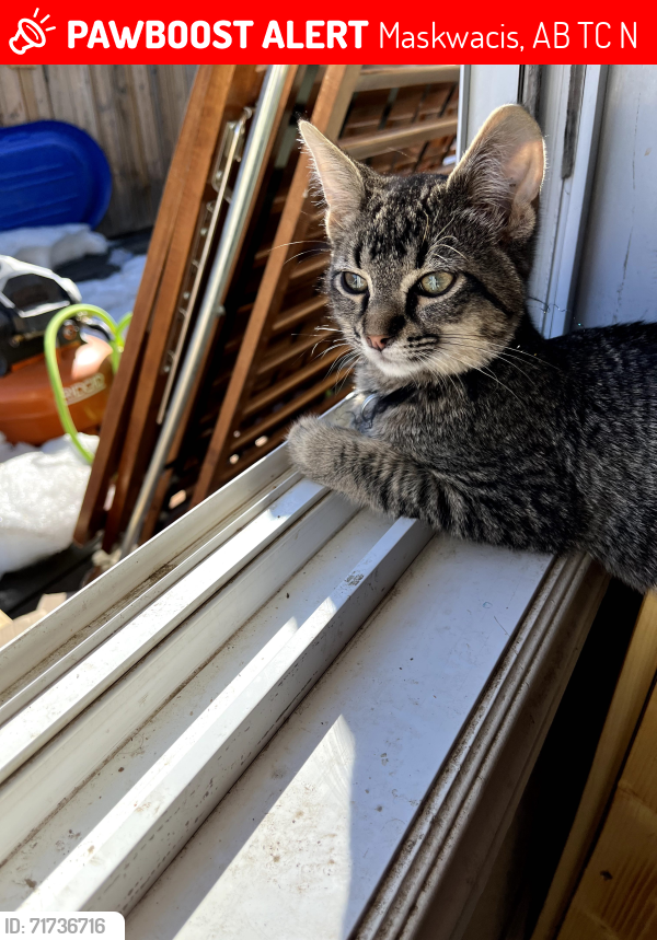 Lost Male Cat last seen Near twp Road 432, Ponoka County, AB, Canada, Maskwacis, AB T0C 1N0