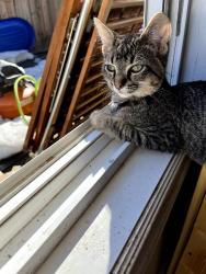 Lost Male Cat last seen Near twp Road 432, Ponoka County, AB, Canada, Maskwacis, AB T0C 1N0