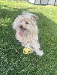 Lost Male Dog last seen Irving st , Joliet, IL 60435