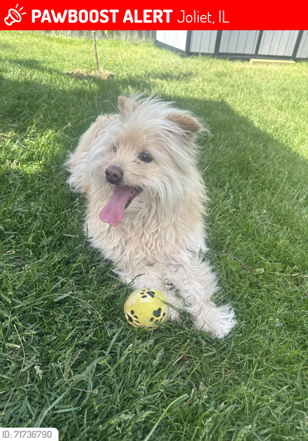 Lost Male Dog last seen Irving st , Joliet, IL 60435