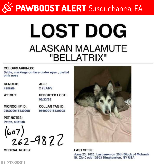 Lost Female Dog last seen Possible sighting near swamp on 171 outside Hallstead after the gas station before Joe's disposal , Susquehanna, PA 18847