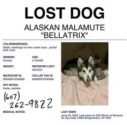 Lost Female Dog last seen Possible sighting near swamp on 171 outside Hallstead after the gas station before Joe's disposal , Susquehanna, PA 18847