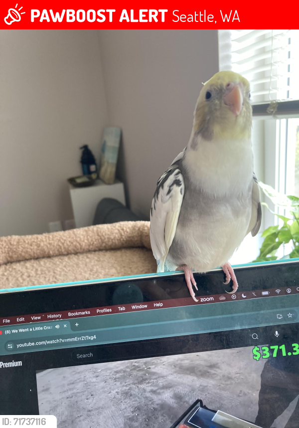 Lost Male Bird last seen Near 1st Ave NE Seattle, Seattle, WA 98105