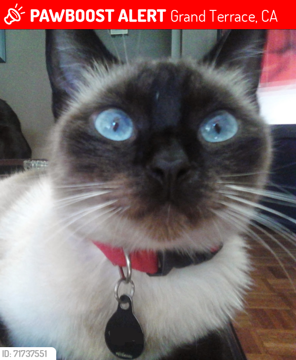 Lost Female Cat last seen Barton/Palm, Grand Terrace, CA 92313