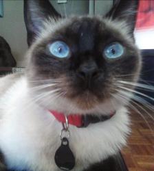 Lost Female Cat last seen Barton/Palm, Grand Terrace, CA 92313