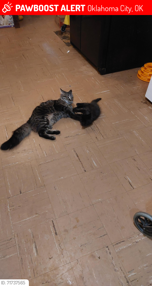 Lost Male Cat last seen SW 54TH PLACE and S. Ross , Oklahoma City, OK 73119
