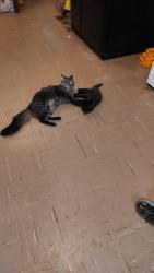Lost Male Cat last seen SW 54TH PLACE and S. Ross , Oklahoma City, OK 73119