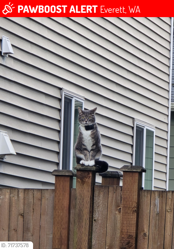 Lost Female Cat last seen 123rd PL SE, Everett, WA 98208