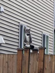 Lost Female Cat last seen 123rd PL SE, Everett, WA 98208