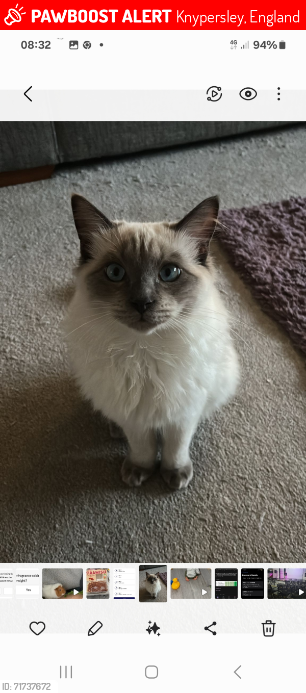 Lost Male Cat last seen Brown lees, Knypersley, England 