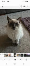 Lost Male Cat last seen Brown lees, Knypersley, England 