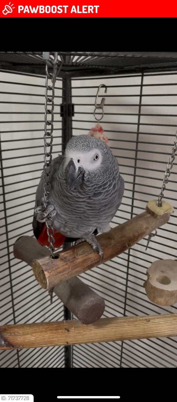Lost Female Bird last seen Caledonian park , Greater London, England N7