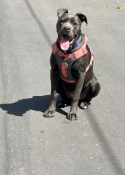Lost Female Dog last seen Howe Avenue , Sacramento, CA 95838