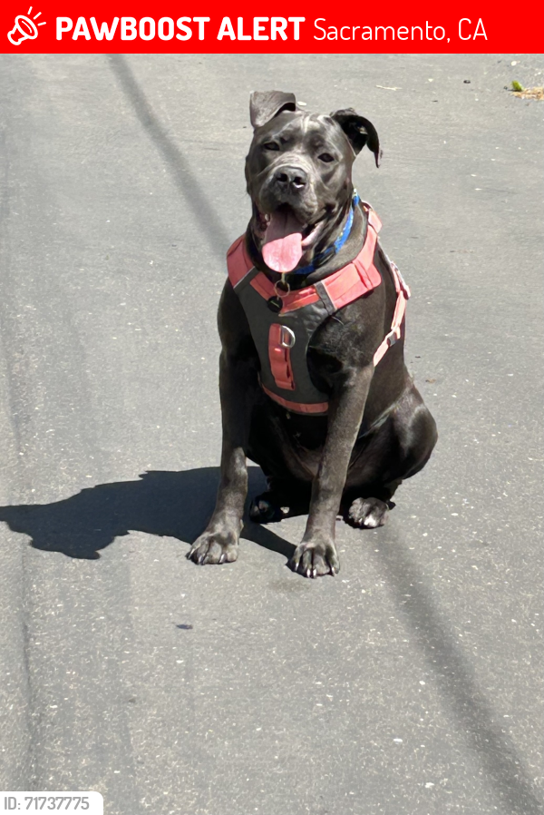 Lost Female Dog last seen Howe Avenue , Sacramento, CA 95838