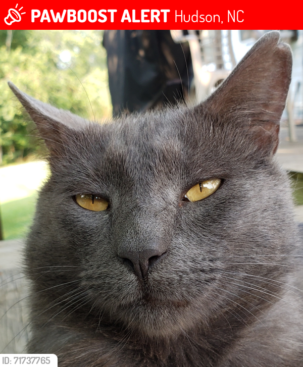 Lost Male Cat last seen Roundabout on Mt Herman Rd heading towards Mulberry Street. , Hudson, NC 28638
