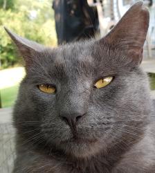 Lost Male Cat last seen Roundabout on Mt Herman Rd heading towards Mulberry Street. , Hudson, NC 28638