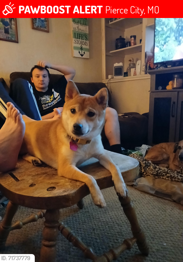 Lost Female Dog last seen Myrtle St by the school in Piece City, Pierce City, MO 65723